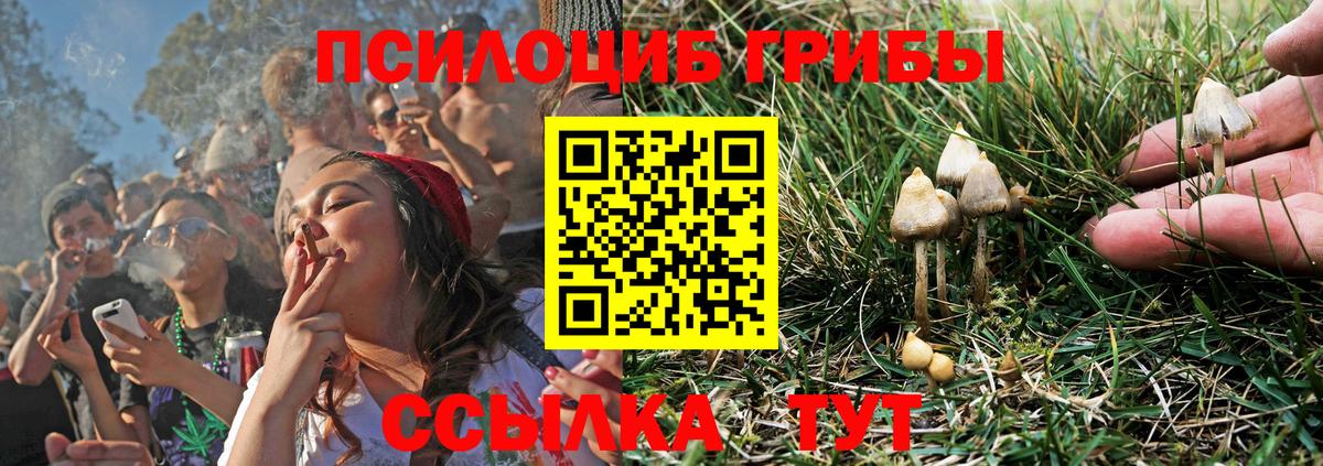 Тосно  Галлюциногенные грибы прущие грибы  Вход с VPN 